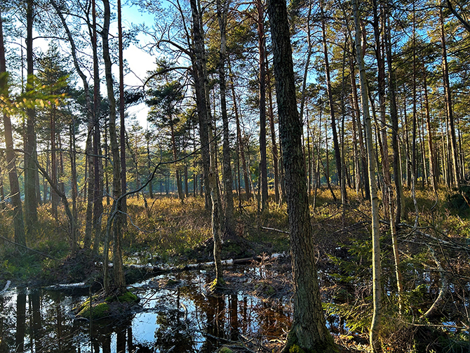 älta mosse skog.jpg