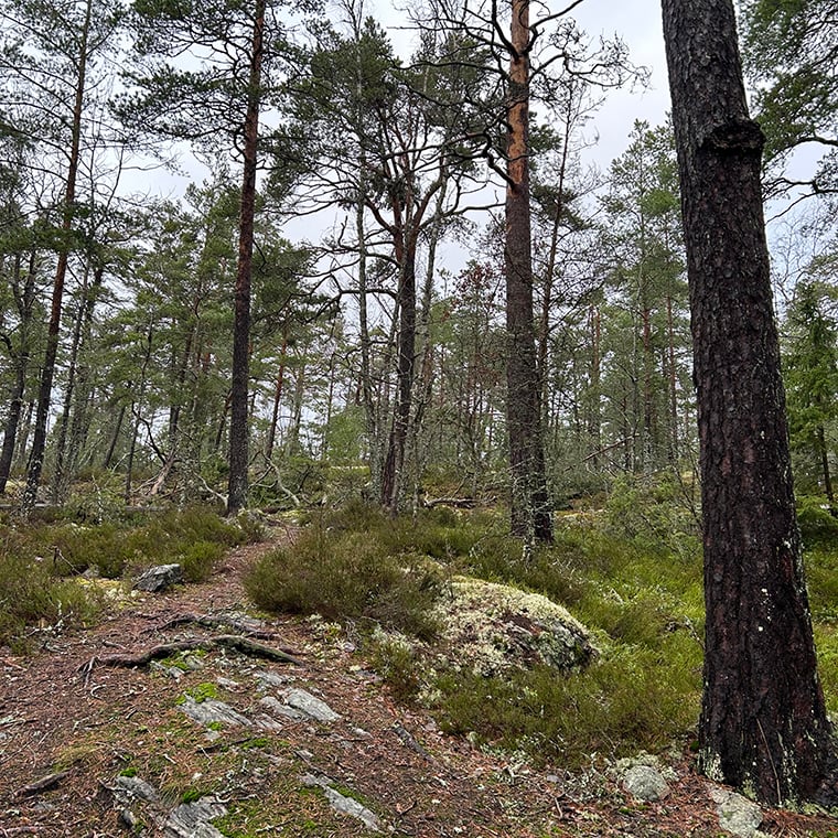 tattby skog.jpg
