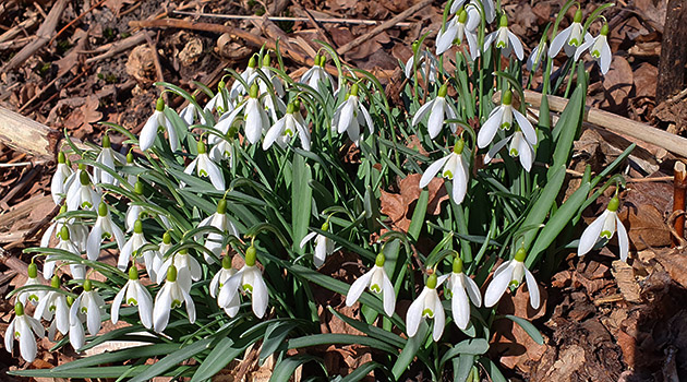 20220321 Vårpromenad 1 630x350.jpg