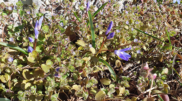 20260401 Vårtecken 4 630x350.jpg