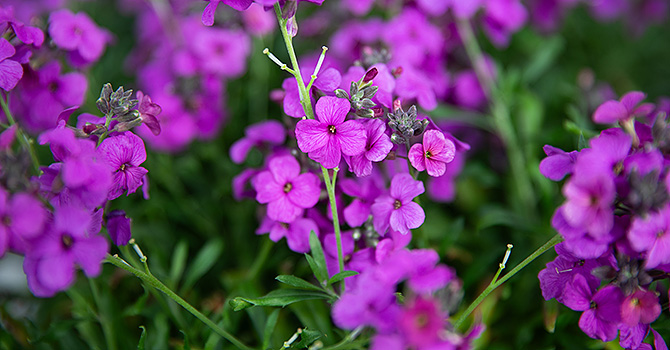 11042025-vårblommor-6 brödtext.jpg