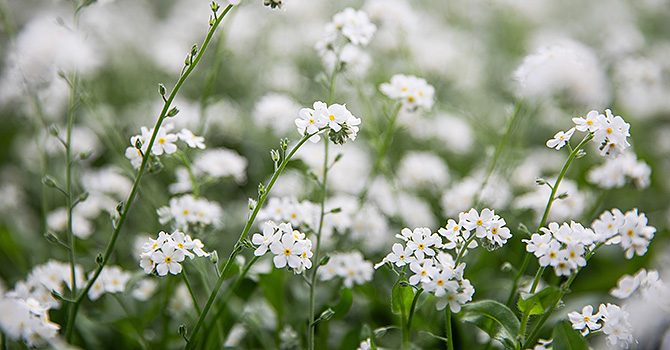 11042025-vårblommor-förgätmigej.jpg