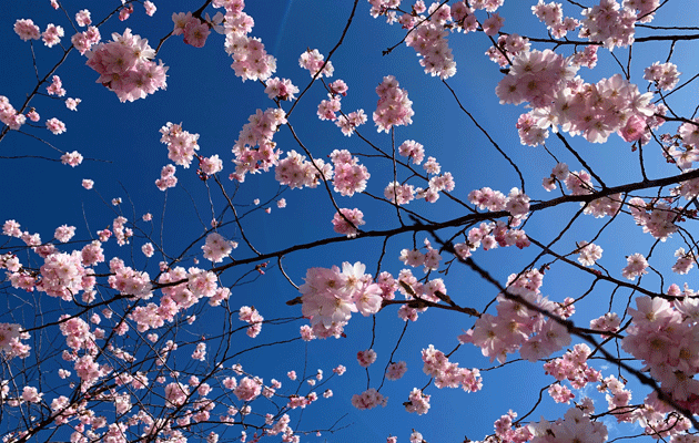 Cherrytree630x400.gif