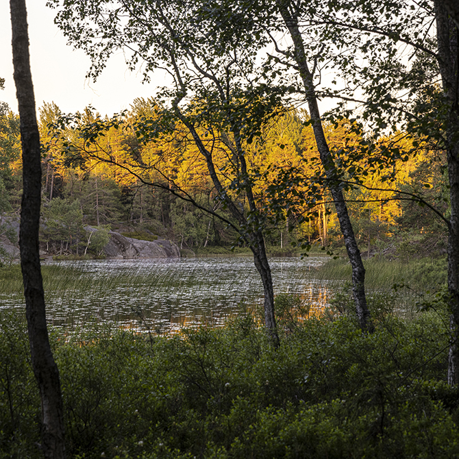 Skog och vatten.jpg