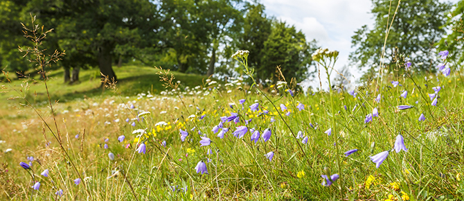 Äng_blommor.2_iStock-1321150397 670x290.jpg