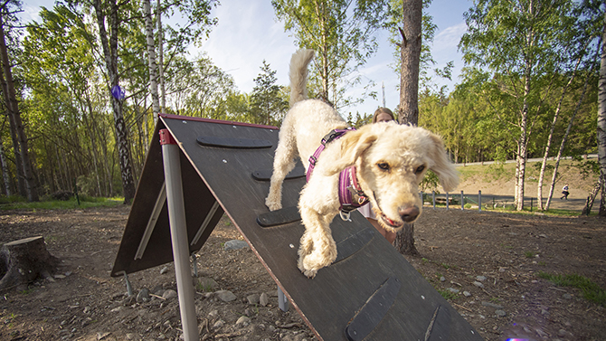 Orminge agility-670.jpg