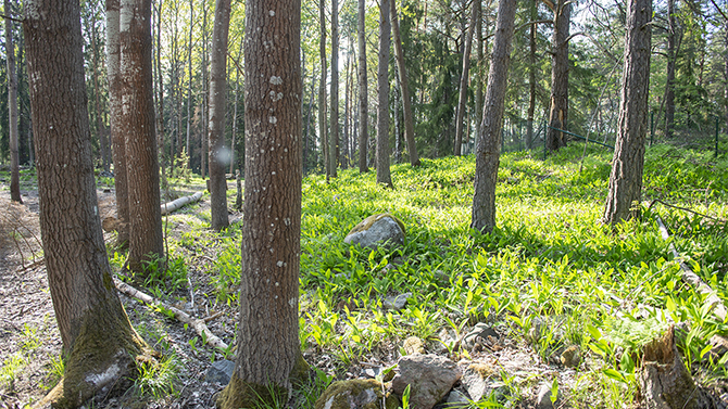 Orminge-hundrastgård-natur2-670.jpg