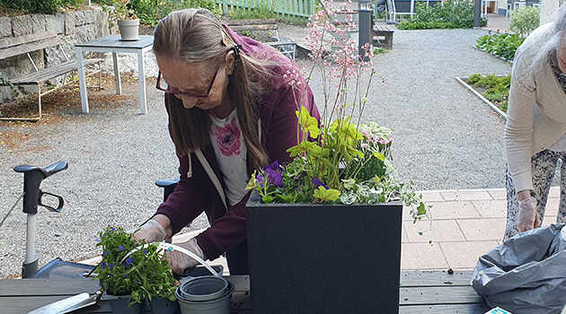 20260610 Plantering 2 630x350.jpg