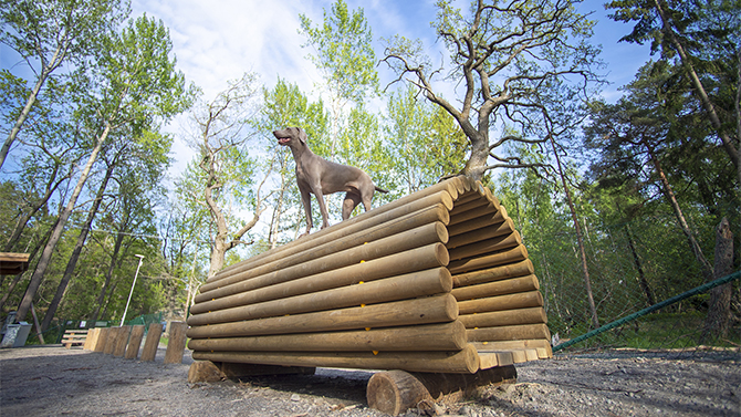 Nyckelviken-agility-670.jpg