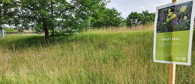 höggräs-670x290.jpg