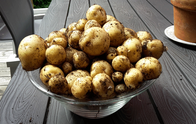 Nypotatis630x400.gif