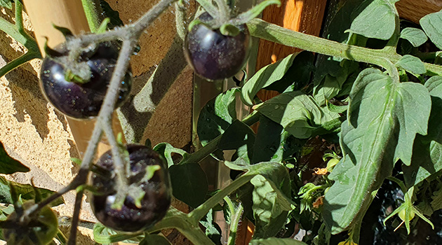 20260729 Trädgård 1 630x350.jpg