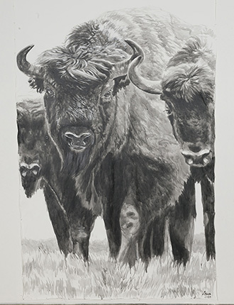 StinaFolkebrant-Bison.jpg