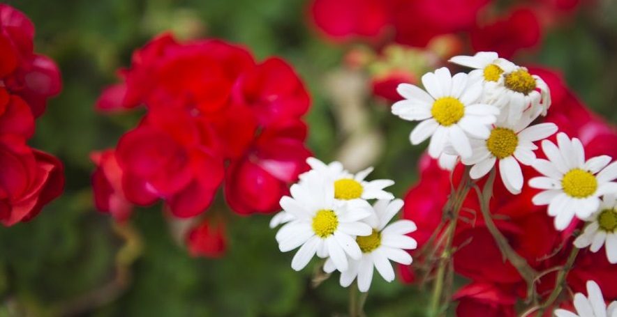 blommor.jpg