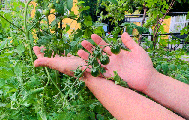 Tomatskörd630x400.gif