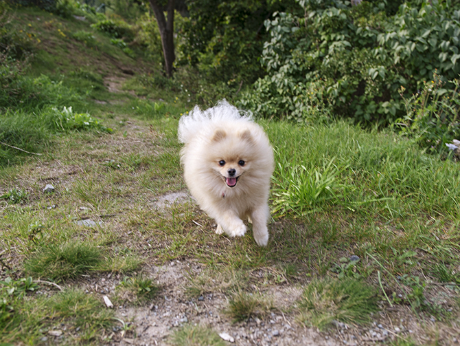 fluffig hund på Kvarnholmen.jpg