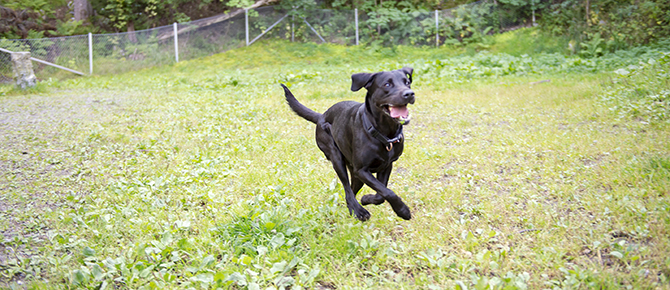 Hundar som springer i hundrastgården i Långsjöns naturreservat