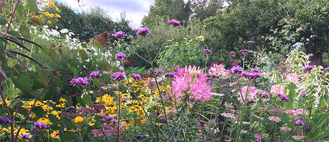 blomster-nyckelvikens- visnigsträdgård.jpg