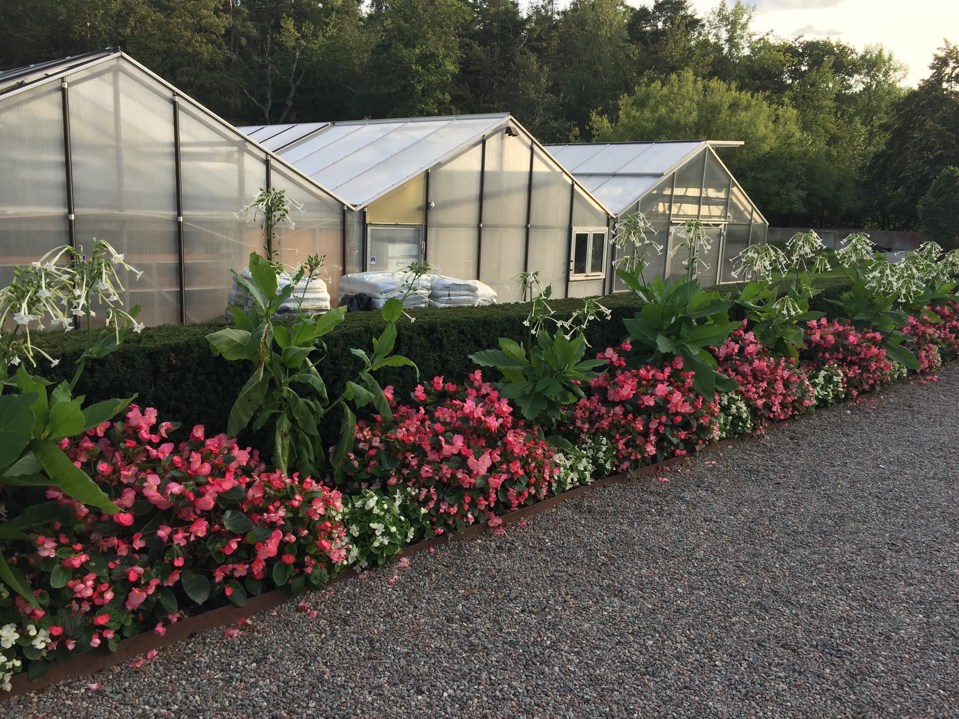 Vackra blommor omger växthuset i Nyckelviken