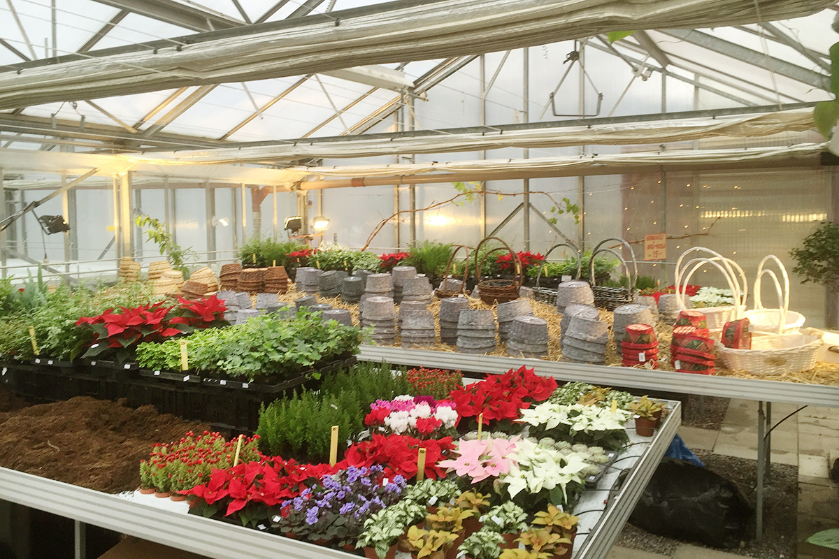 Advent i Nyckelvikens växthus (6) 1200x800.jpg