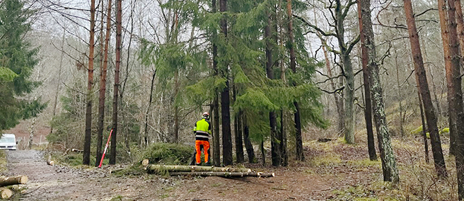 Träd - Gröna dalen 10 dec. 2025.1.2 670x290.jpg