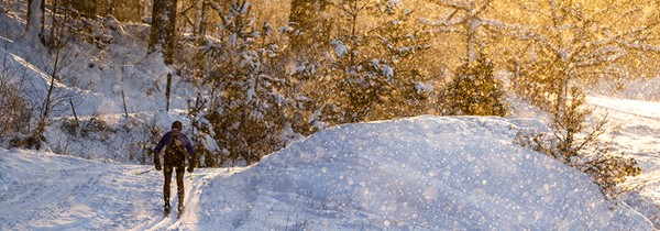 Snötäckt landskap med skidspår. Någon åker längdskidor. Snöflingor som yr i solskenet. 