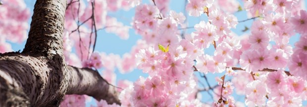 Rosa körsbärsblommor och blå himmel