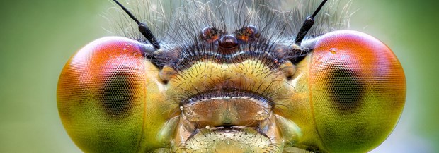 Närbild av insektsögon