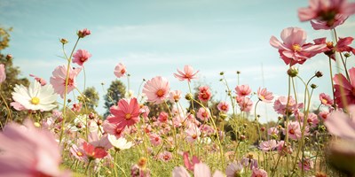Vi önskar er en fin sommar!