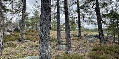 Invigning av Svartkärrsbergets biotopskyddsområde